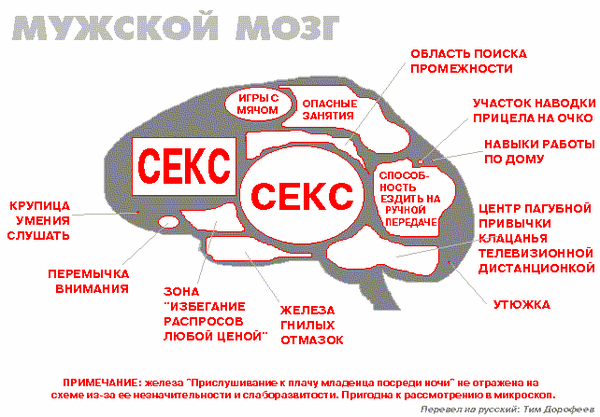 Из чего состоит мужской мозг