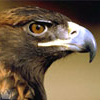 Eagle4