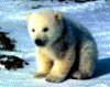 BEARENOK