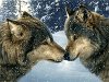 Alex_wolf