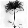 Yatsan_