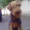 ACDC_Dmitro