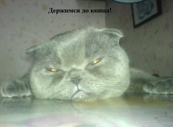 http://i.bigmir.net/img/prikol/images/large/4/4/86544_98070.jpg