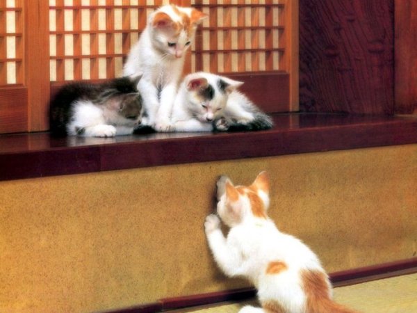 Милые котята