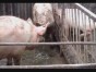 Satisfaction � ���� - ������