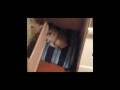 ���� ������ ���