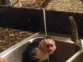 �������� ��������