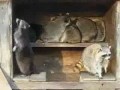 ����� �������