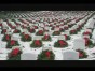 ��� - ������� �������� ��� �����������