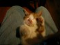 Kitty Comb