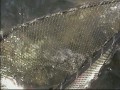 ������