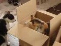 ���� ����